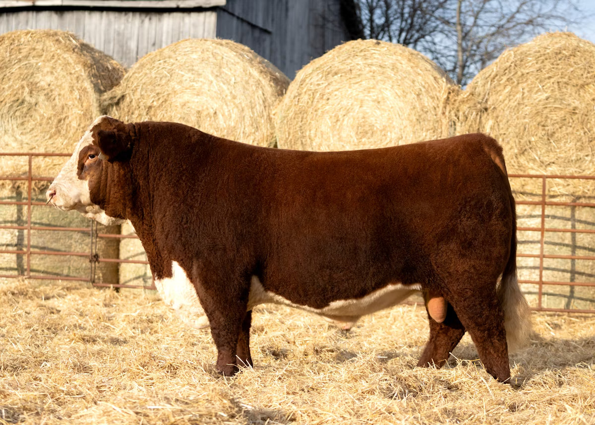 ASM 405B RED MAN 325L