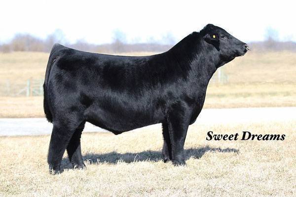 S&S Sweet Dreams Bull 507C - Genesource