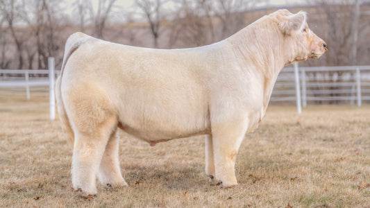 TOP DAWG Bull Semen * Genesource