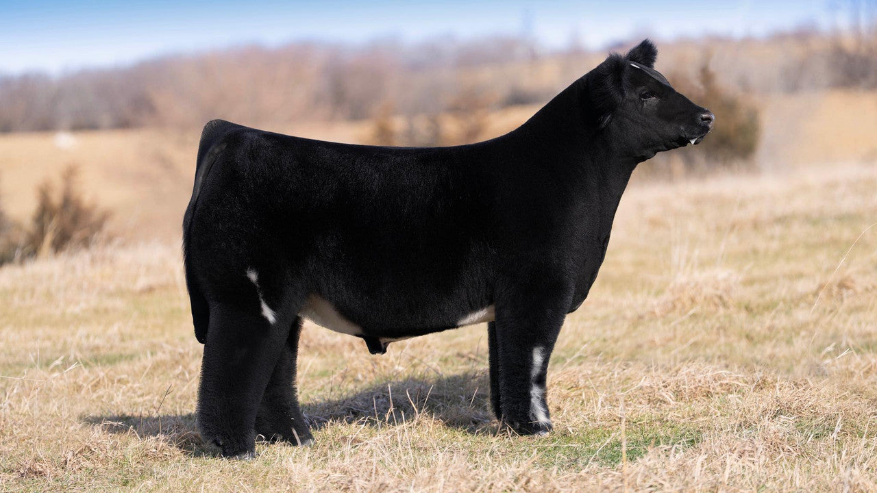 1 ABOVE ALL Club Calf Bull- Genesource