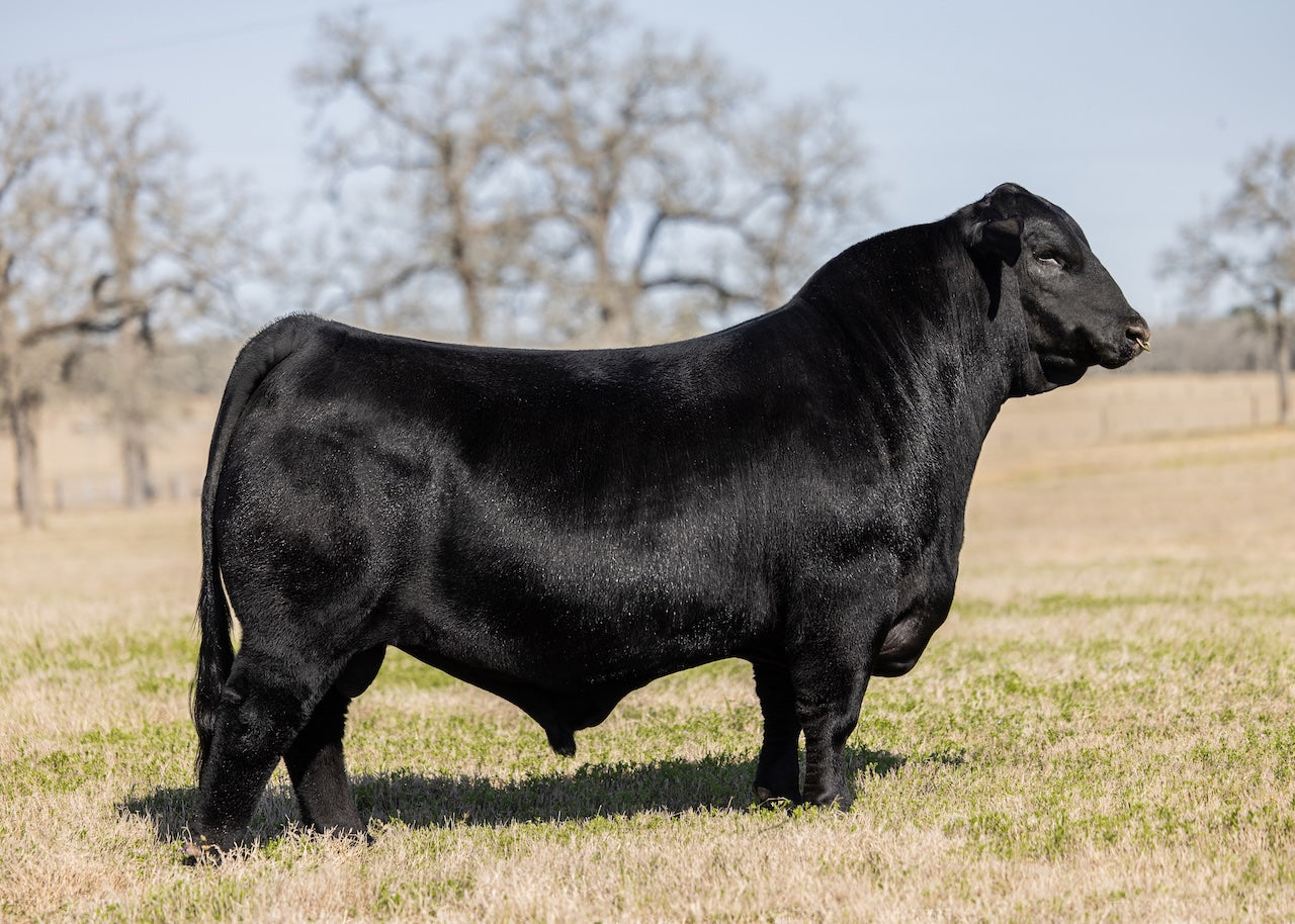 Diamond K Old Soul 157L Brangus Bull- Genesource