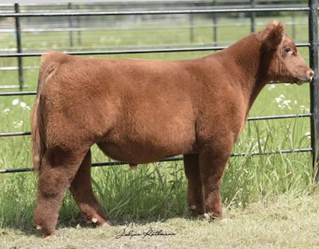OMG Bull Semen * Genesource