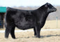 SCC SCH 24 Karat 838 Bull Semen * Genesource