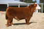 FSC Dragons Love Tacos 902G ET Bull Semen * Genesource