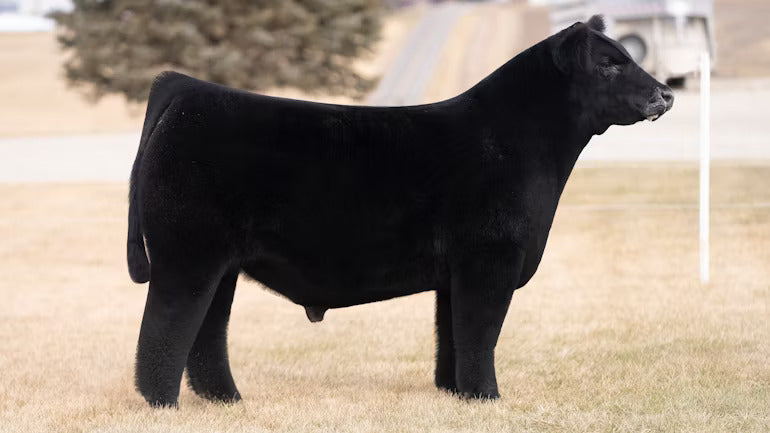Search Is Over Bull Semen * Genesource