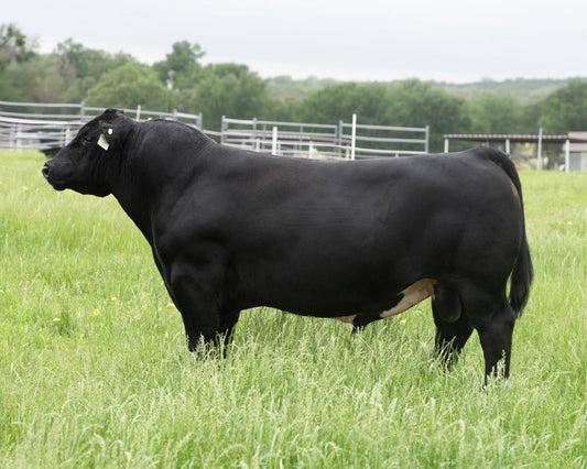 KJNS Cowboy Cool 42F Maintainer Bull Genesource 
