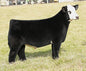 Peace Of Mind 4G Bull Semen * Genesource
