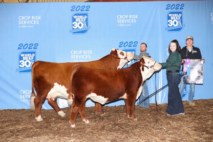 BHF 711E Sensational 203K