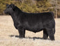 SLIK Me Too 5K Bull Semen * Genesource