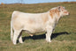 SCC One Reason 1114 Bull Semen * Genesource