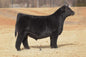 TLAC Safety First 1913J Bull Semen * Genesource