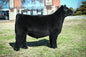 KABG Test Of Time 50L ET Bull Semen * Genesource