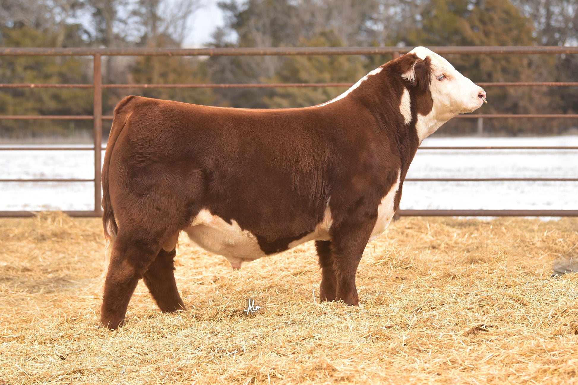KJ 181H TAHOE 865N Polled Hereford Bull- Genesource