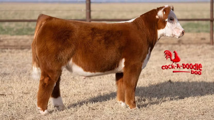 Cock-A-Doodle-Doo Bull Semen - Genesource