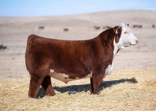 ECR Copper Candi 1333 ET Bull Semen - Genesource