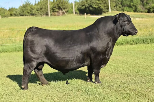 S&R Stability J824 Bull Semen - Genesource