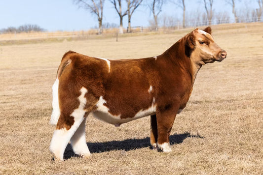 WEIS Devil You Know 116L Bull Semen - Genesource