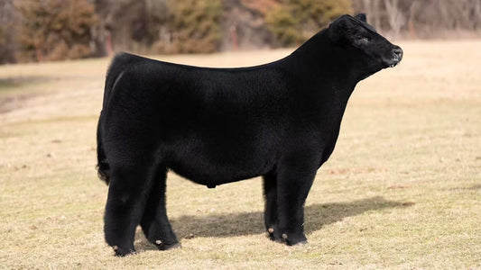 Revenant Bull Semen - Genesource