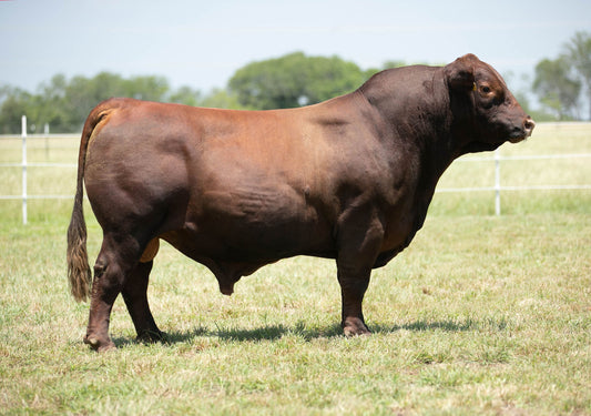 Red Swag American Influence Bull Genesource 