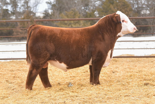 KJ 8037 ARROWHEAD 755N ET