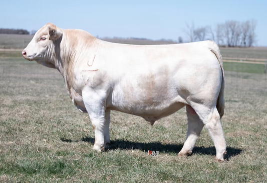 JBARW American Hero 3300 Charolais Bull- Genesource