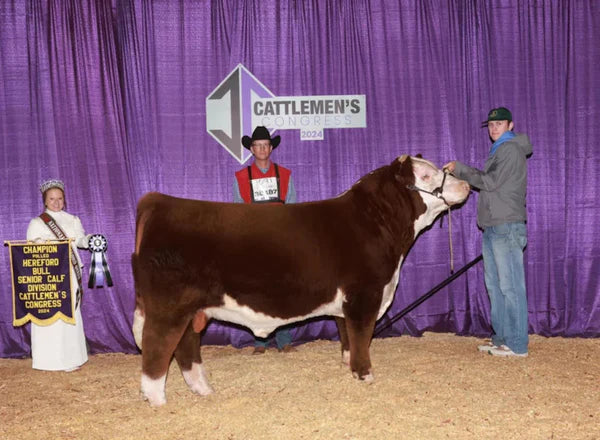 BACC 629 The Answer 285 ET Hereford Bull- Genesource