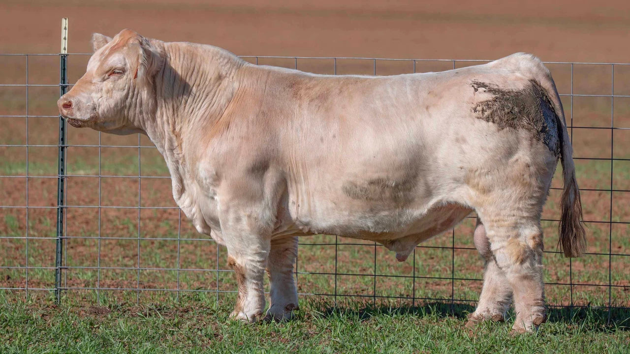 Awestruck Club Calf Bull- Genesource