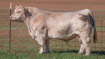 Awestruck Club Calf Bull- Genesource