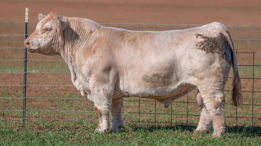 Awestruck Club Calf Bull- Genesource