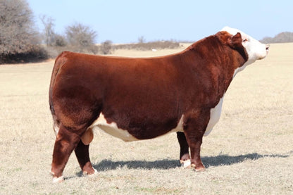BK Pre Game 9113L Polled Hereford Bull Genesource