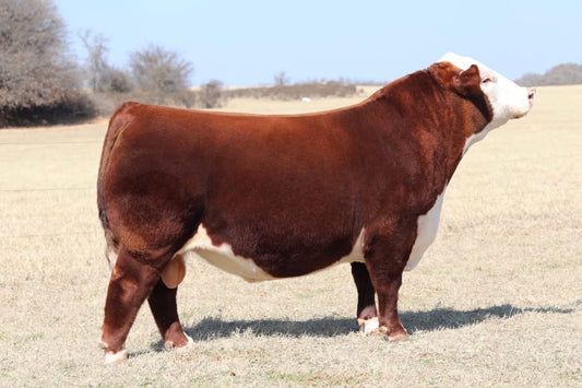 BK Pre Game 9113L Polled Hereford Bull Genesource