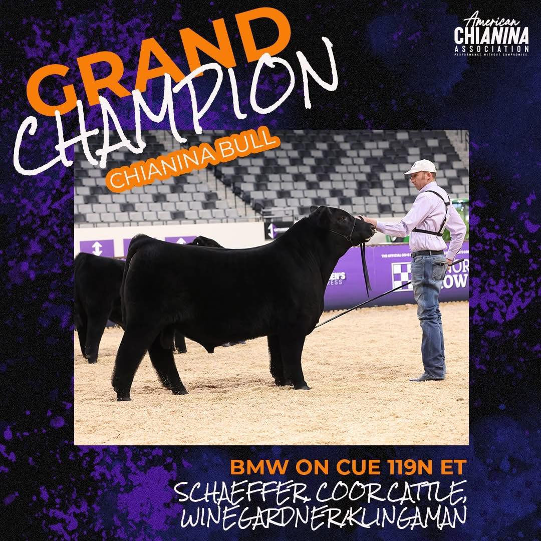 BMW On Cue 119N ET Chianina Bull- Genesource