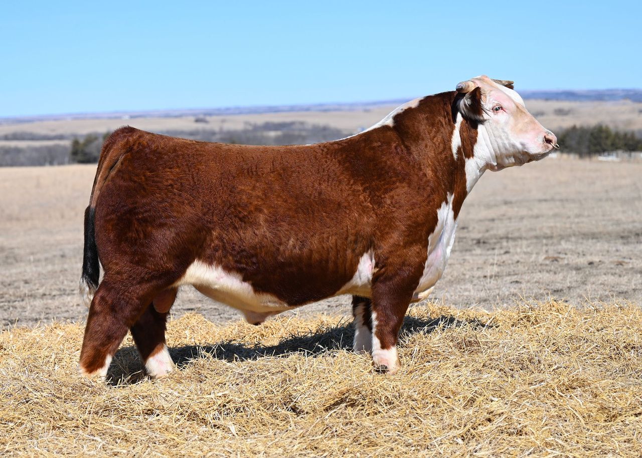 GS Birddog L14 Hereford Bull- Genesource