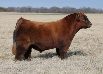 Blessed Assurance Club Calf Bull- Genesource