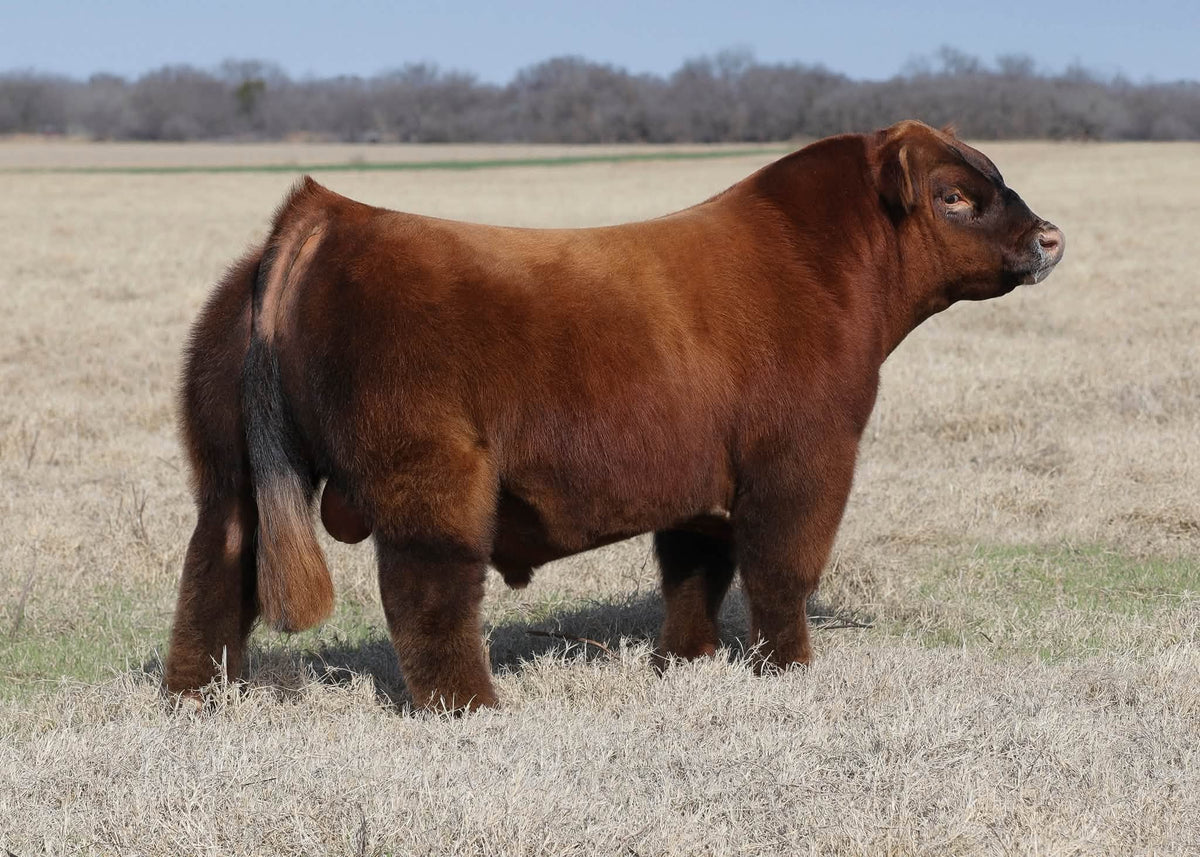 Blessed Assurance Club Calf Bull- Genesource