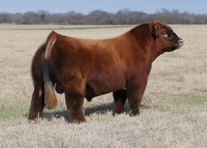 Blessed Assurance Club Calf Bull- Genesource