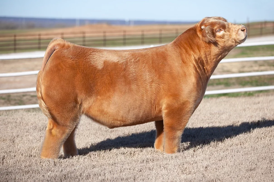 Business As Usual Club Calf Bull- Genesource