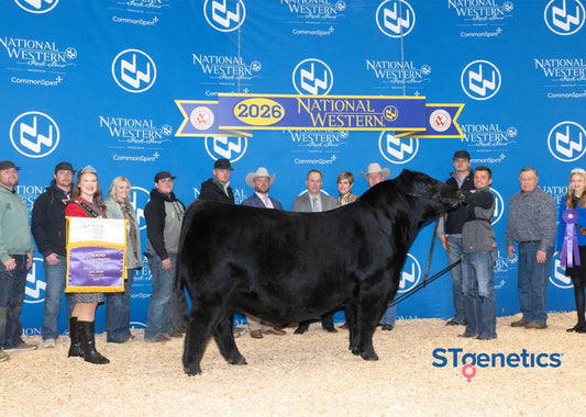 M C CAESAR 3109 Angus Bull- Genesource
