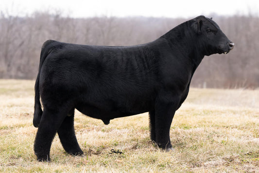CFCC HIGH ROAD 507N ET Maine Anjou Bull - Genesource
