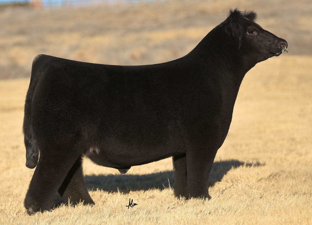 Chasing Greatness Club Calf Bull- Genesource
