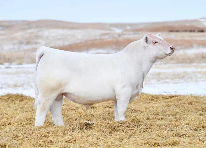 BRCHE COOL DOT 0503 PLD  Charolais Bull - Genesource