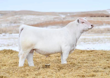 BRCHE COOL DOT 0503 PLD  Charolais Bull - Genesource