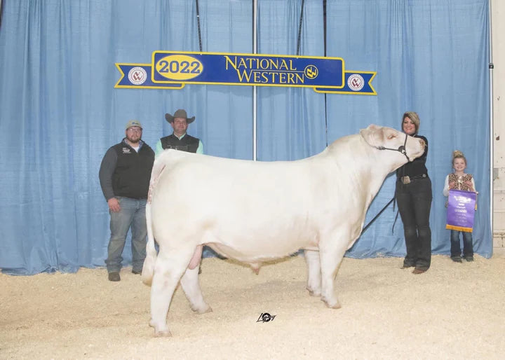 BRCHE COOL DOT 0503 PLD  Charolais Bull - Genesource