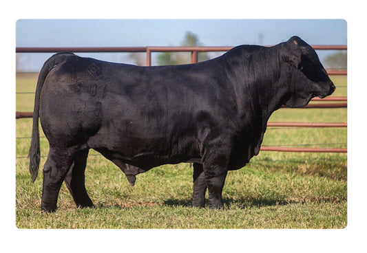 DDD American Legacy 103B5 Brangus Bull- Genesource