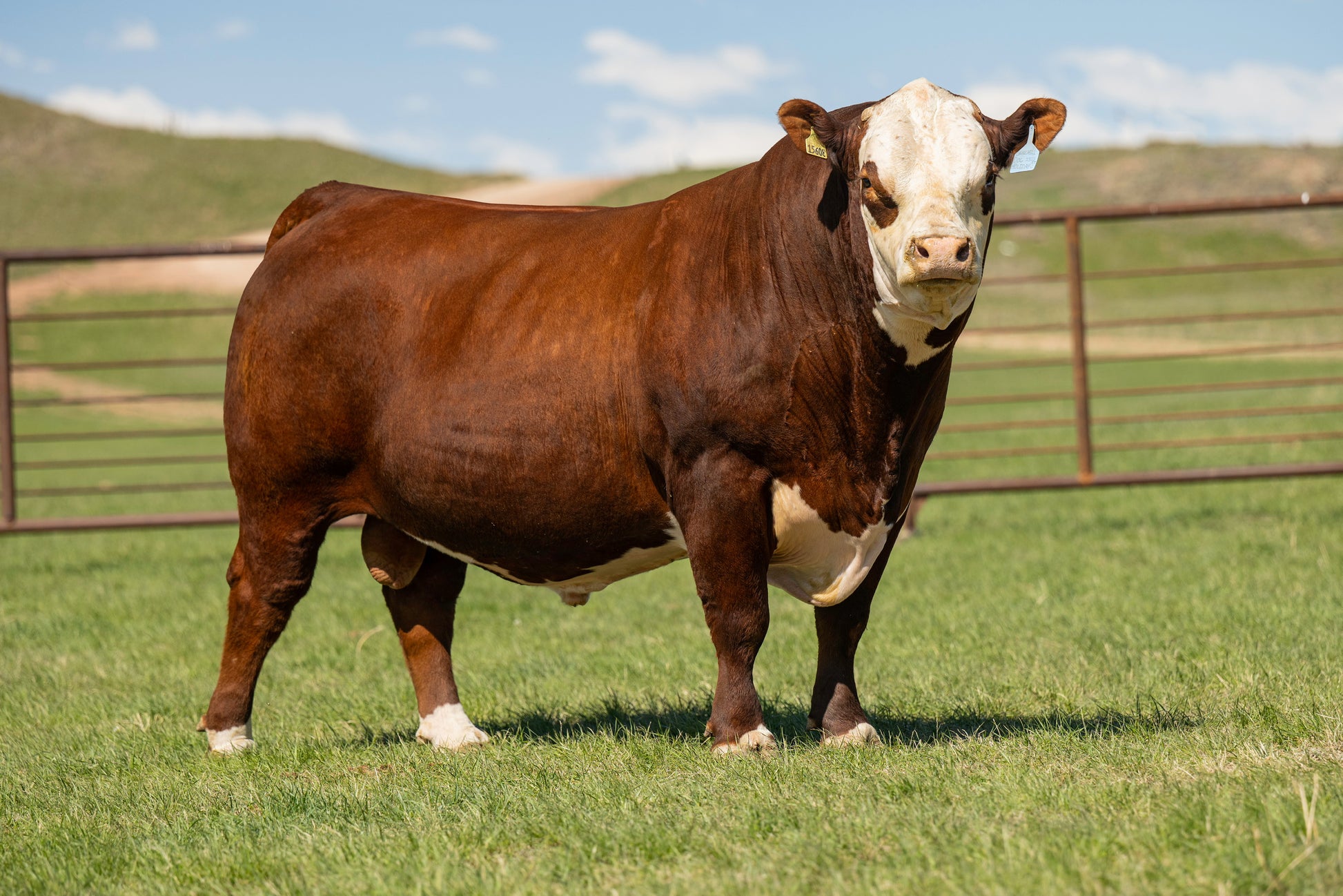 Churchill Doc Holiday 2323 ET Polled Hereford Bull- Genesource