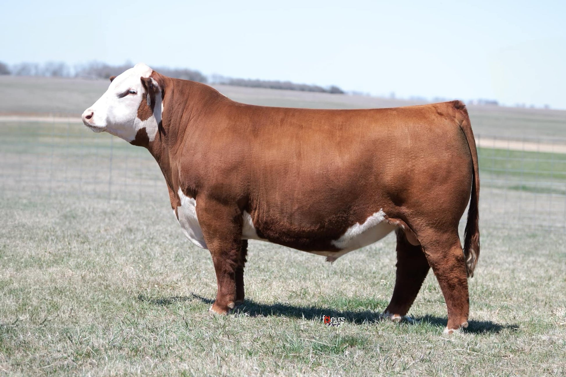 KJ 760 Element 019L ET Polled Hereford Bull- Gensource