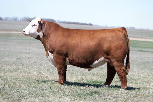 KJ 760 Element 019L ET Polled Hereford Bull- Gensource