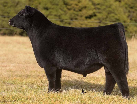 ROSE MC Encore 0463 Angus Bull- Genesource