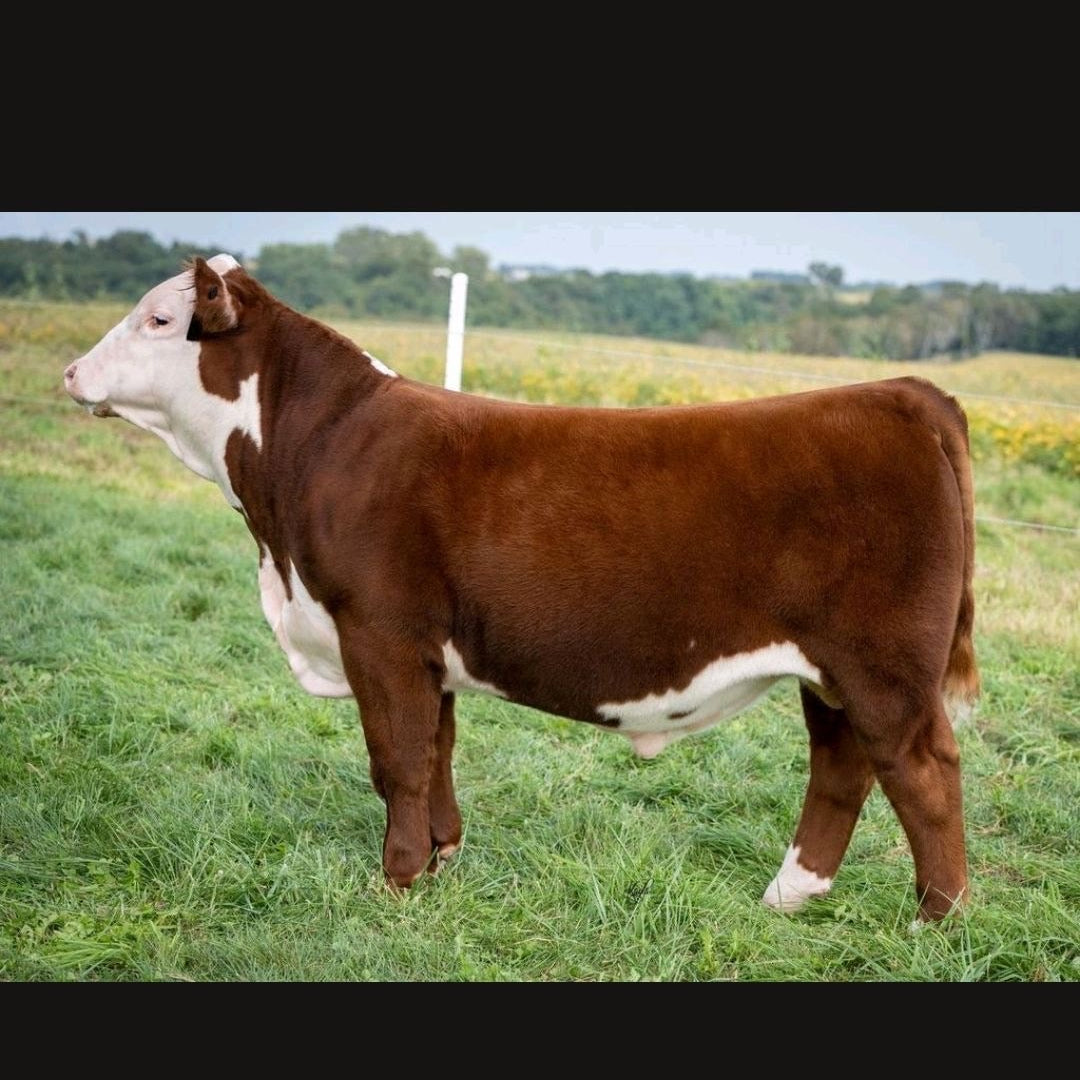 BHF 711E Sensational 203K Polled Hereford Bull
Genesource 