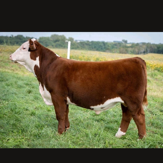 BHF 711E Sensational 203K Polled Hereford Bull
Genesource 